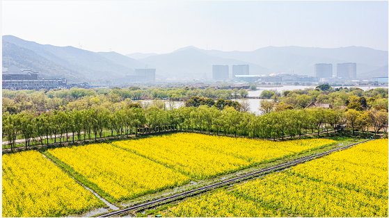 一种平凡的花——油菜花