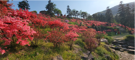 映山红满山